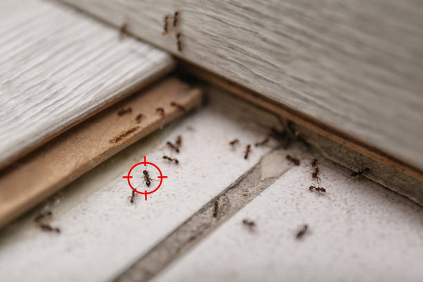 Best Emergency Pest Control  in Mount Vernon, IN